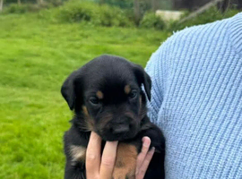 Huntaway pups