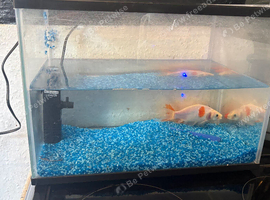 Fish tank and 2 fish