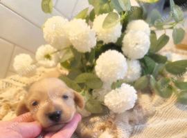 ️ Stunning Kc Cream longcoat Minature Dachshunds