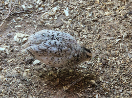 Snowflake bob white quails