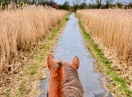 Wanted: happy hacker over 14.2hh, under 12yo