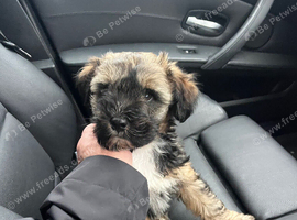 Tibetan Terrier puppy