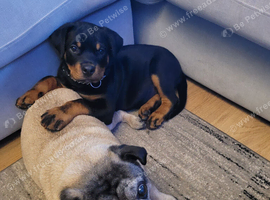 11 week old rottweiler puppy