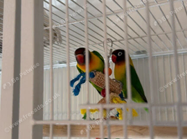 2 1 yr old boned lovebirds