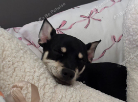 Chihuahua / miniature pincher (Chipin)