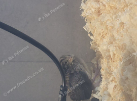 Chinese button quail unsexed