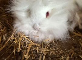 Lionhead bunnies