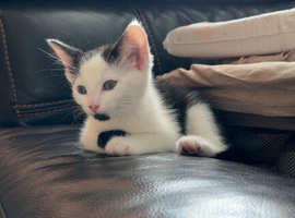 Kitten ready to go