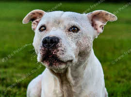 Proven Staffordshire Bull Terrier Stud