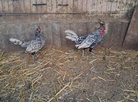 Silver seabright.....breeding pair