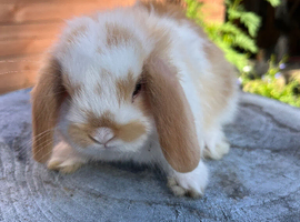Mini lops ready now