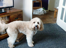 Cavapochon