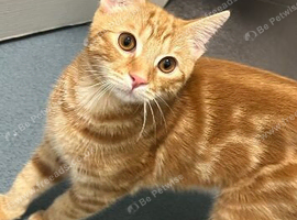 Ginger kitten