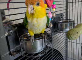 19m male white belly caiqe