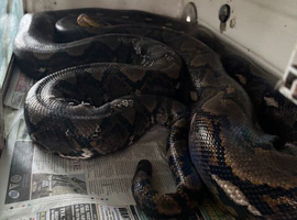 Male Selaya Island Reticulated Python 12ft, 4 years old.