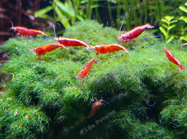 Shrimps Red Cherry Neocaridina in Bridgwater