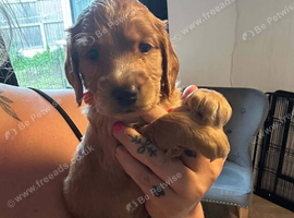 Cockapoo puppy boy