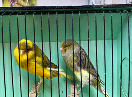 Yorkshire canary&rsquo;s