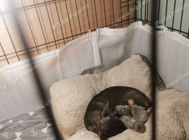 Chihuahua puppy