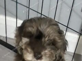 8 beautiful cockapoo babies