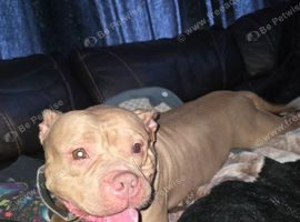 American pocket bully female