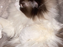 2 year old pure ragdoll female