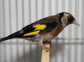 Mutation British Birds (Goldfinch, Redpoll & Siskins)