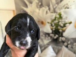 Labradoodles for sale