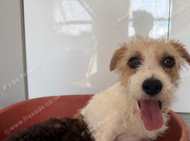Experienced Hunter Jack Russel girl