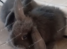 Beautiful Rabbits- Delivered to You for Free