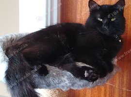 Long haired black cat