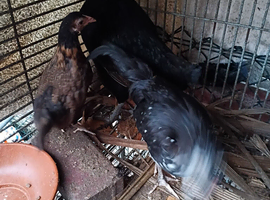 Broodi Wild Chicken For Sale