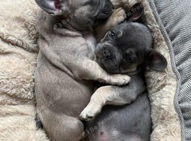 Beautiful Home Raised French Bulldog Puppies | Vaccinated & Microchipped | Ready 13 July