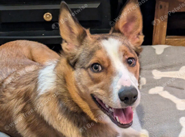 Duke pronounced dook