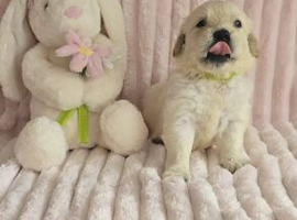 Golden Retriever Puppies looking for new home