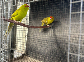 Breeding pair of olive Kakariki parrots available not tame breeding pair