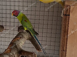 Ring necks for sale