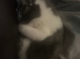 Loving playful kitten names kuromi