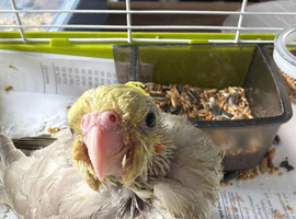 Handreared Baby Cockatiels for Sale