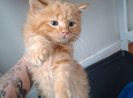 Kittens