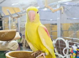 Lutino Alexandrine Baby hand reared,29