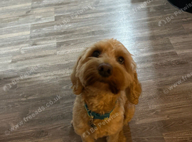Cockapoo