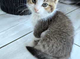 Shorthair boy 9 weeks looking for his forever home