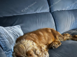 Show spaniel 6 years old.