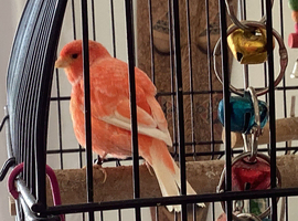 Red Factor Canaries for sale, Rowlands Gill NE39