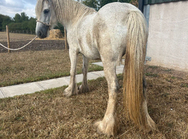 Grey cob mare