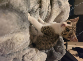 Beautiful mixed breed Kittens