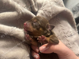 Chiweenie