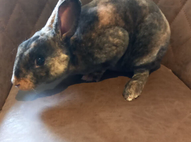 Rex rebbit baby for sale