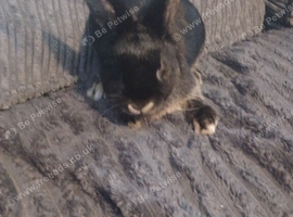 Beautiful black otter netherland dwarf doe
